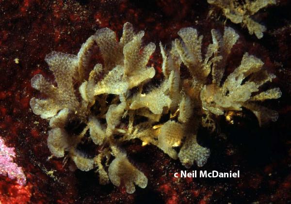 Photo of Dendrobeania murrayana by <a href="http://www.seastarsofthepacificnorthwest.info/">Neil McDaniel</a>
